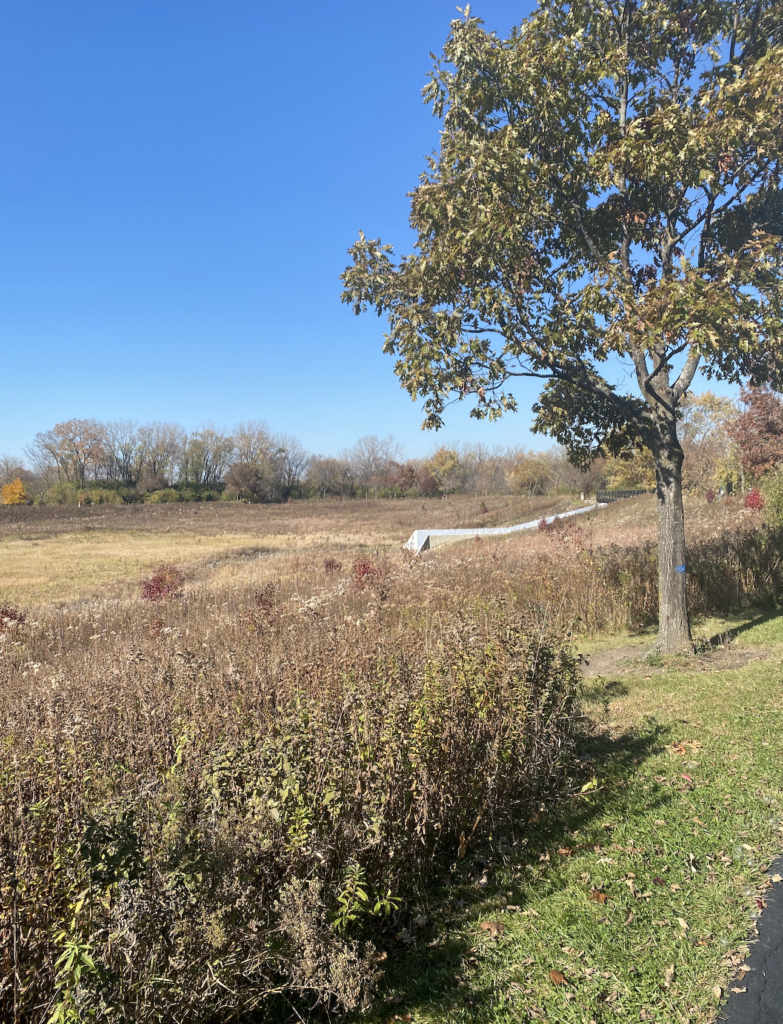 Oak Tree at Techny Prairie