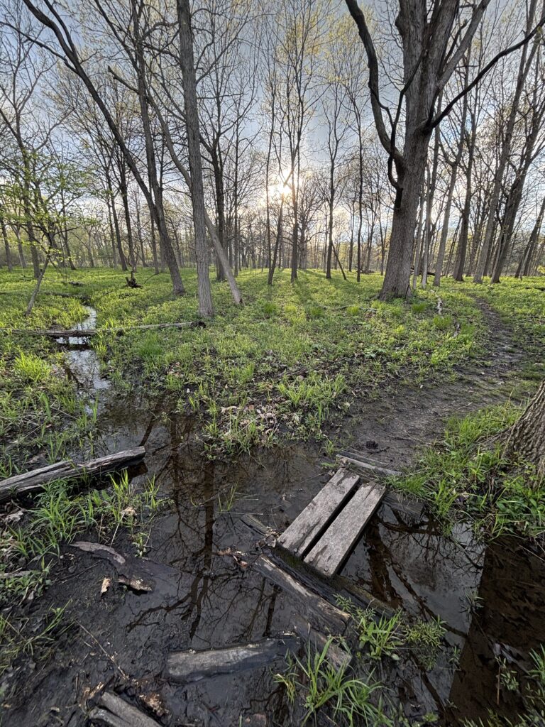 Somme woods
